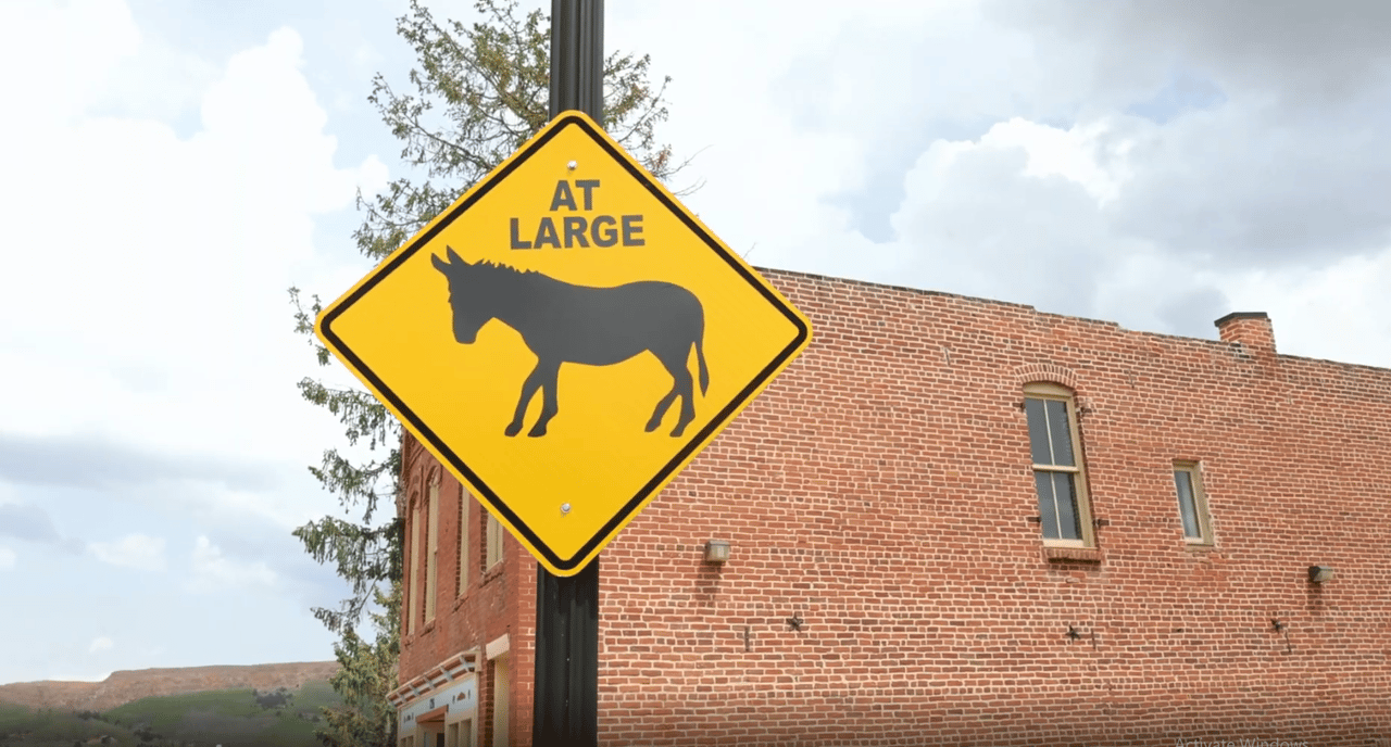 A Colorado Classic: Inside Cripple Creek’s Donkey Derby Days