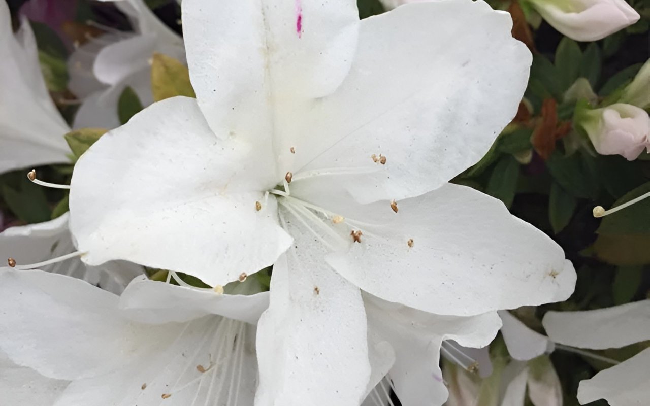 White azalea bloom with broad petals and delicate stamens