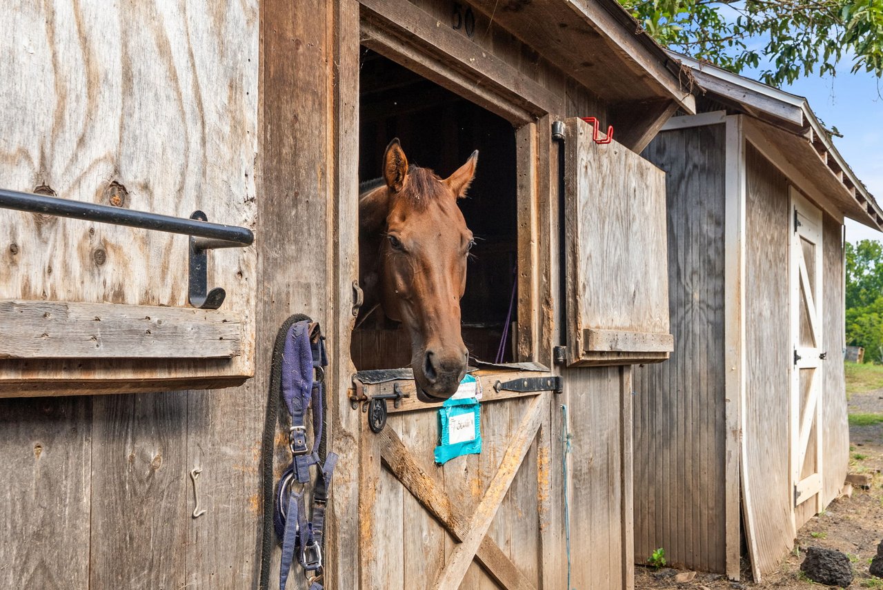 Chestnut horse looking out from a weathered wooden barn stall with a halter hanging beside the doorway.
