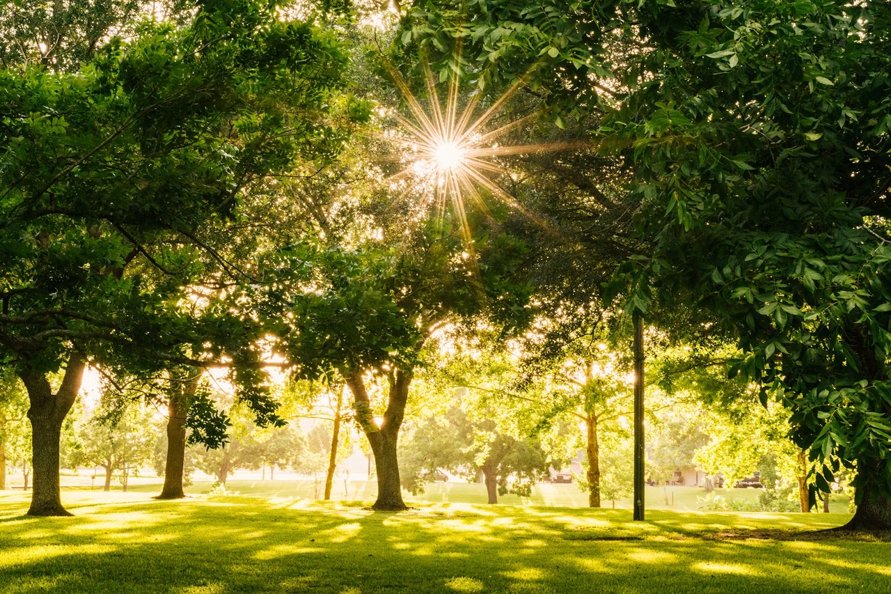 Sunlight shines through leafy park trees, casting long shadows across a green lawn.