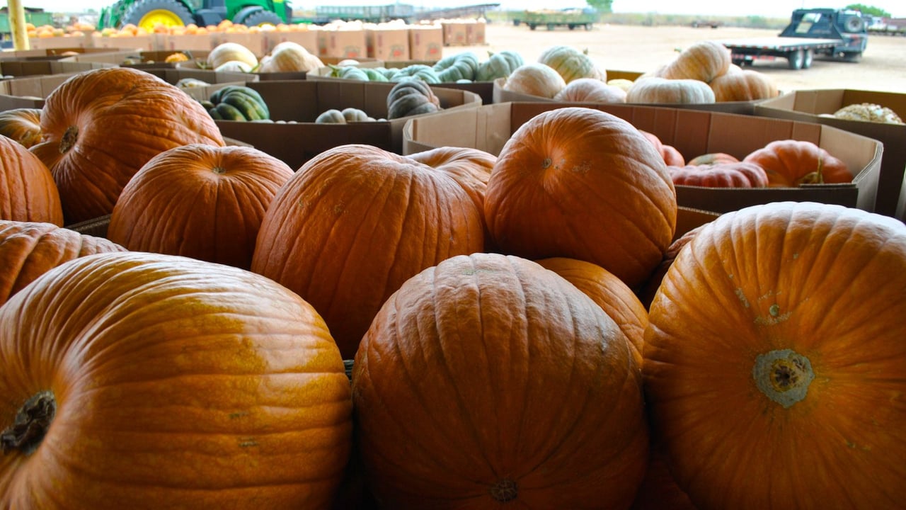 Cardboard bins full of big orange pumpkins at a farm market, with white and green squash and a tractor in the background