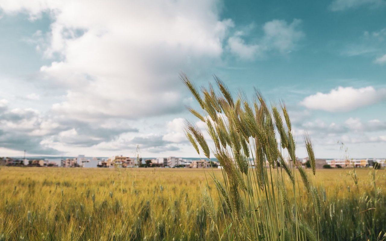 Wheatfield