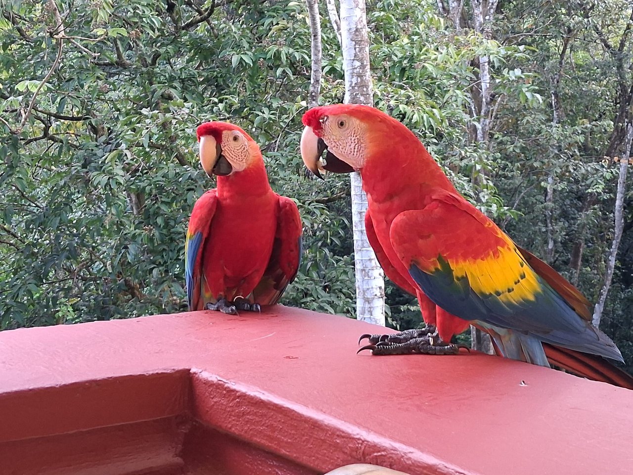 Flutterby Condo – Manuel Antonio’s Exclusive Rainforest Haven