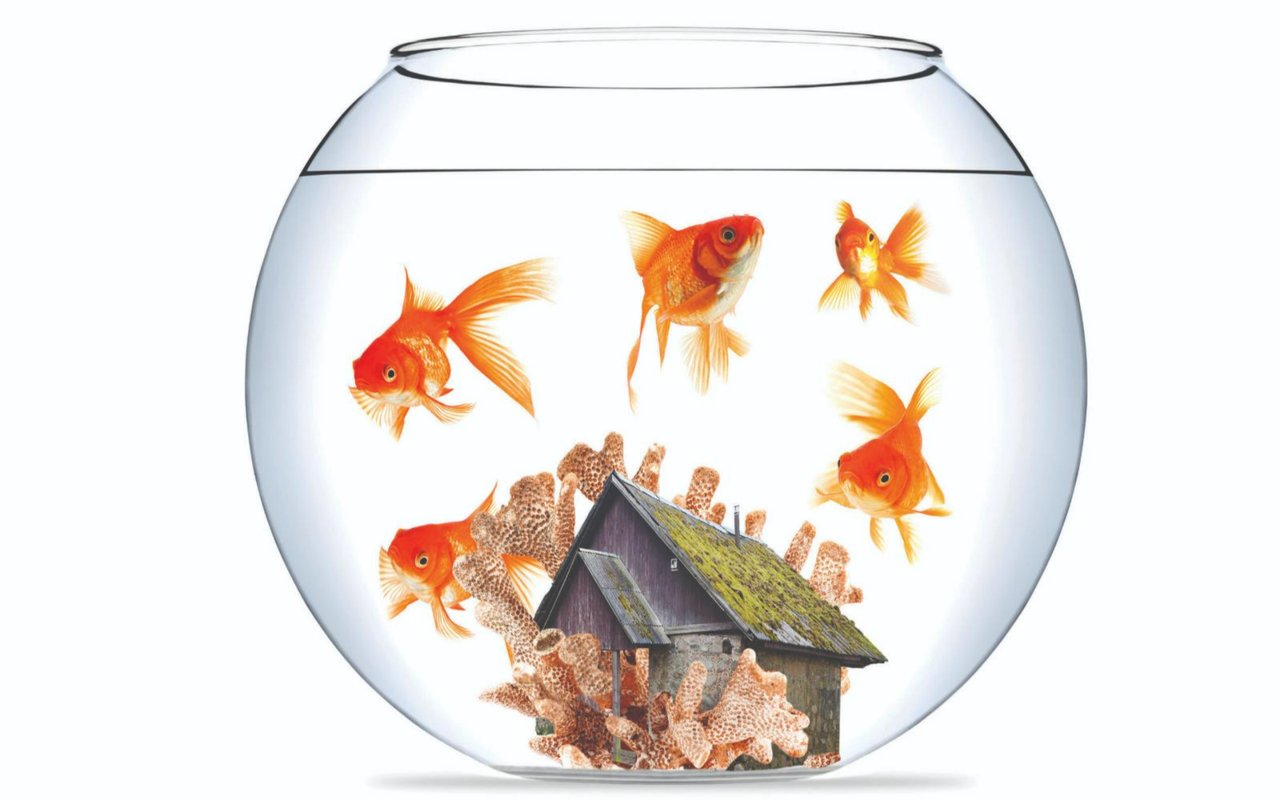 The Great Housing Dilemma