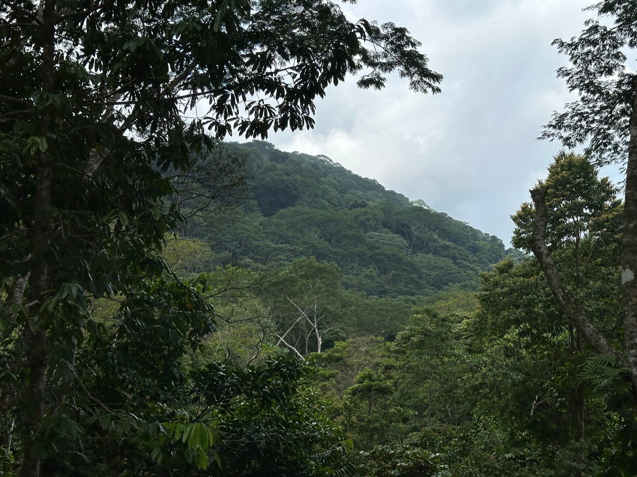 Jungle Oasis with River Frontage Near Dominical – 5.2 Acres of Pure Nature