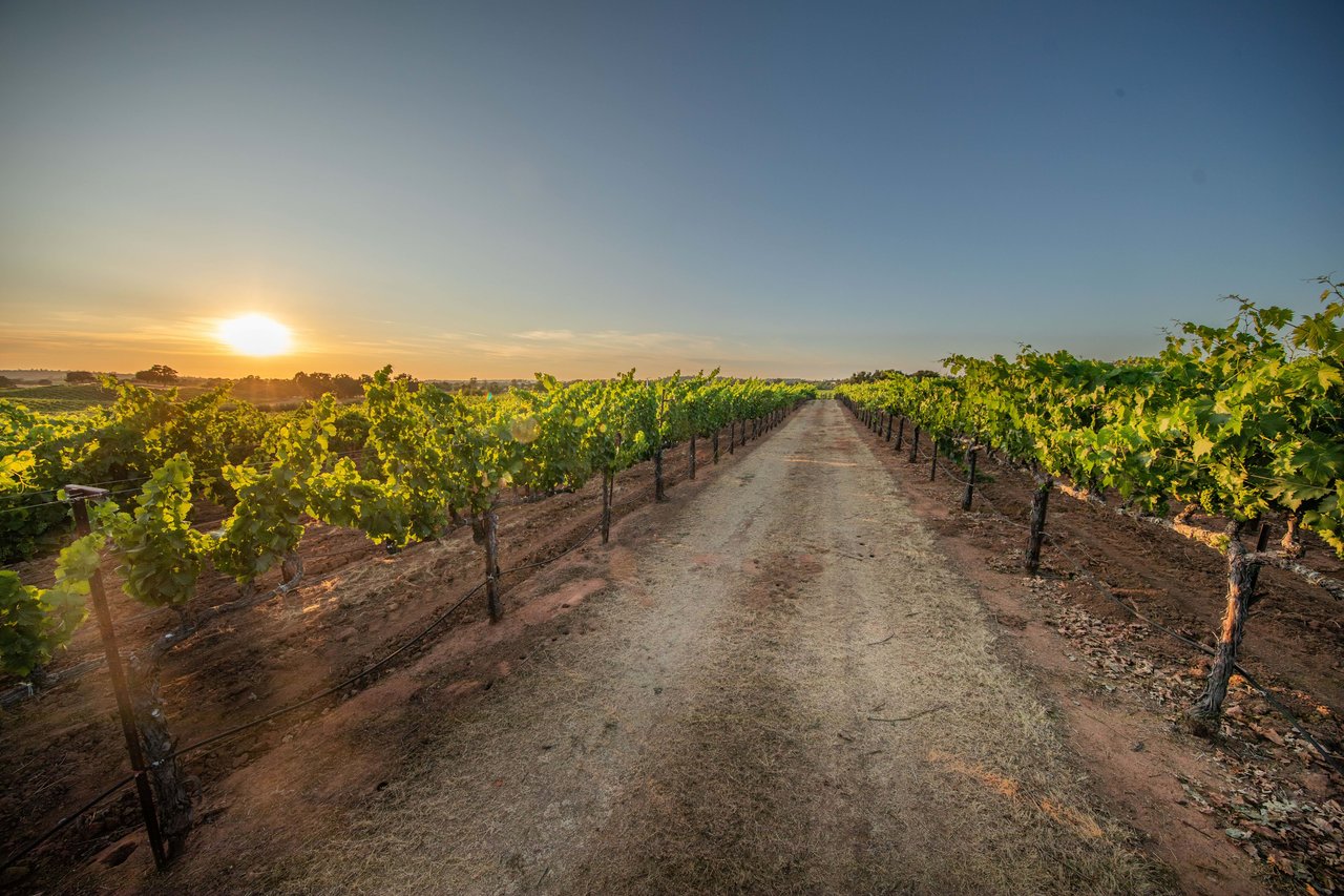 Cooper Vineyards - Barbera's Legacy Continues In the Heart of Shenandoah Valley