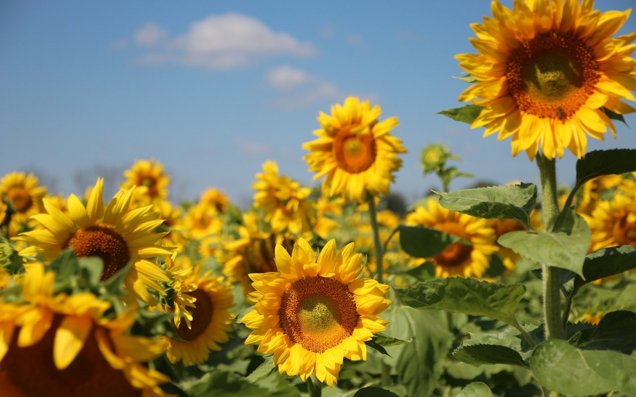 Sunflower Fest @Lavender Hill Farm