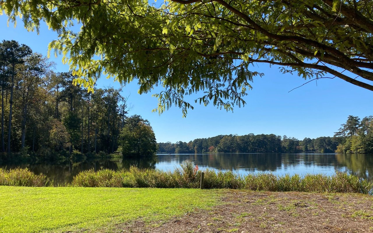 Wooded lake shoreline with overhanging branches and a grassy bank.