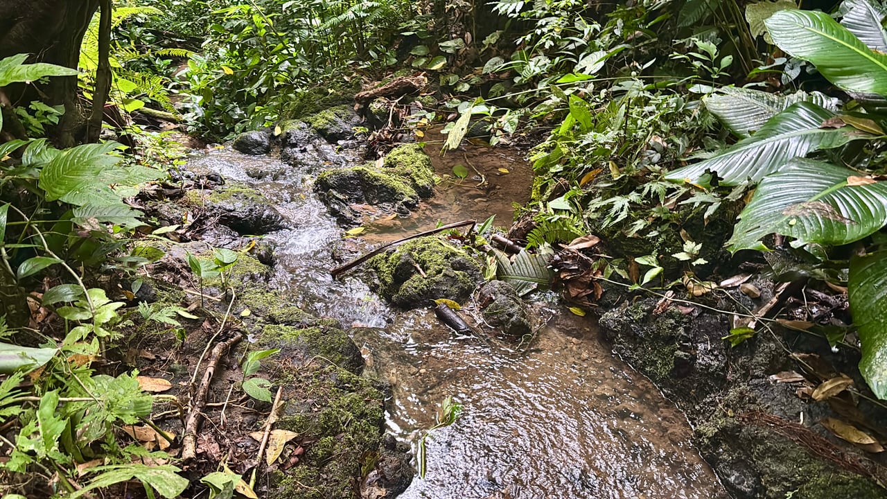 Unique property with creek and waterfall in lush jungle