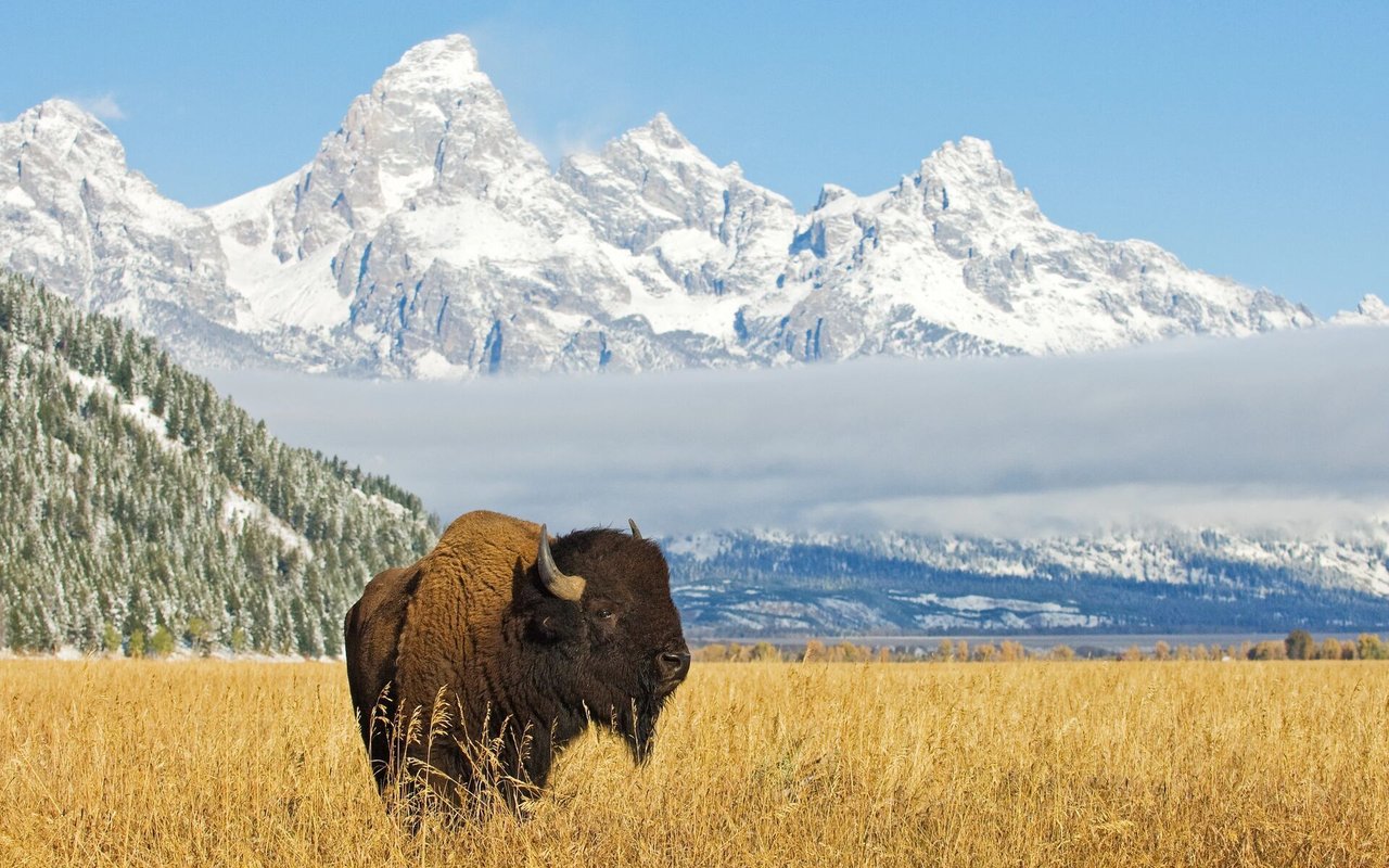 Buffalo