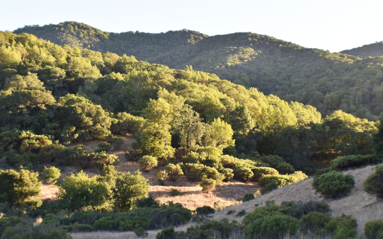 Novato