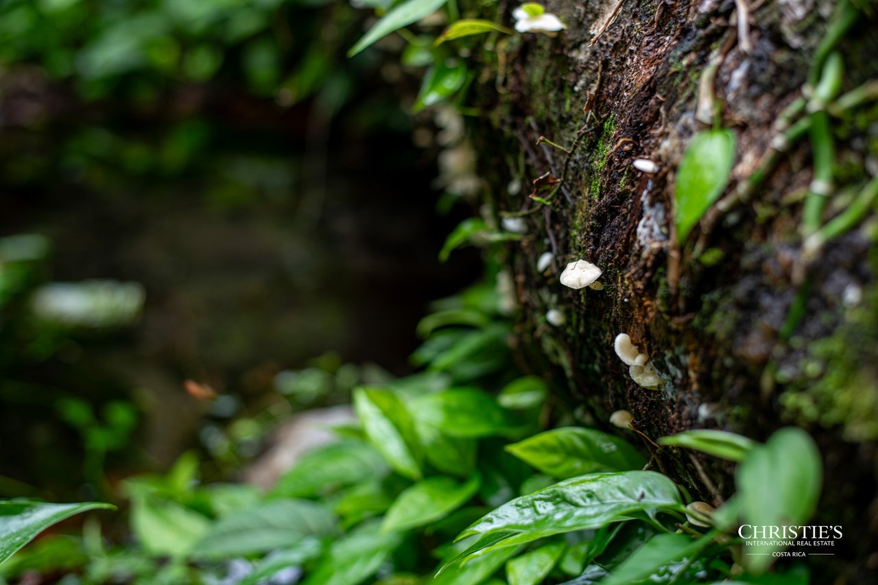 Origins Mineral: A Rare Landholding in Guanacaste’s Volcanic Highlands