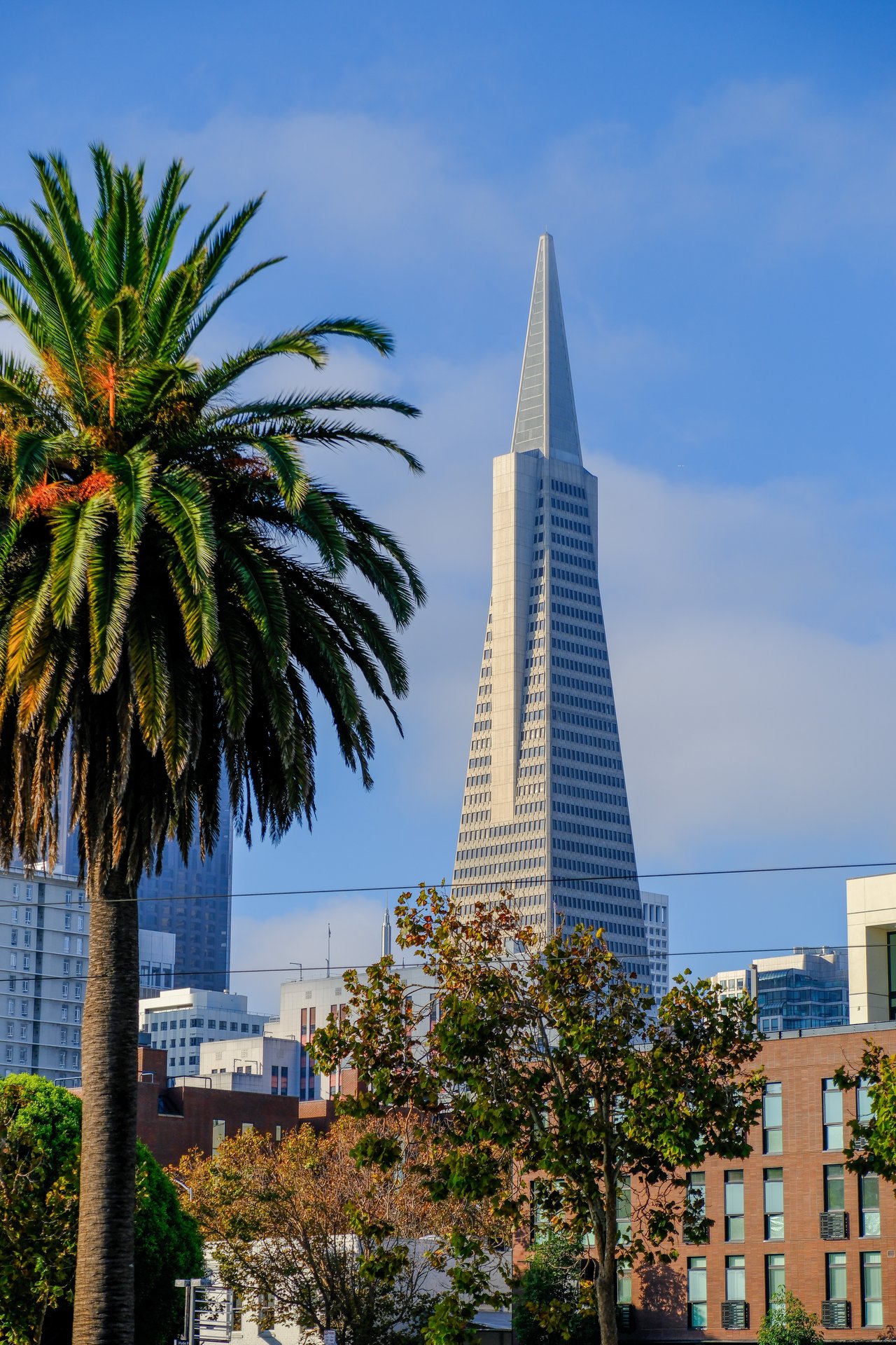 San Francisco’s Transamerica Pyramid framed by a palm tree and downtown buildings.