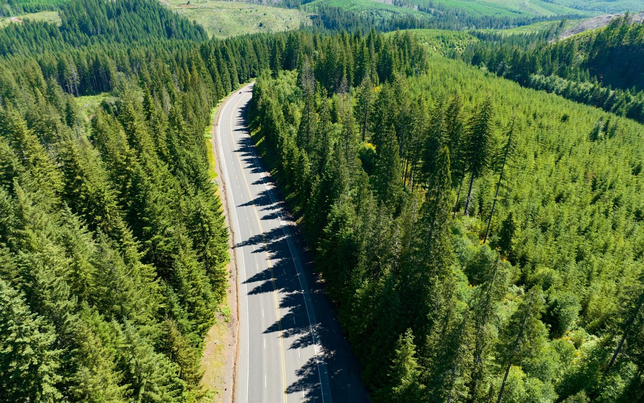 Ponderosa