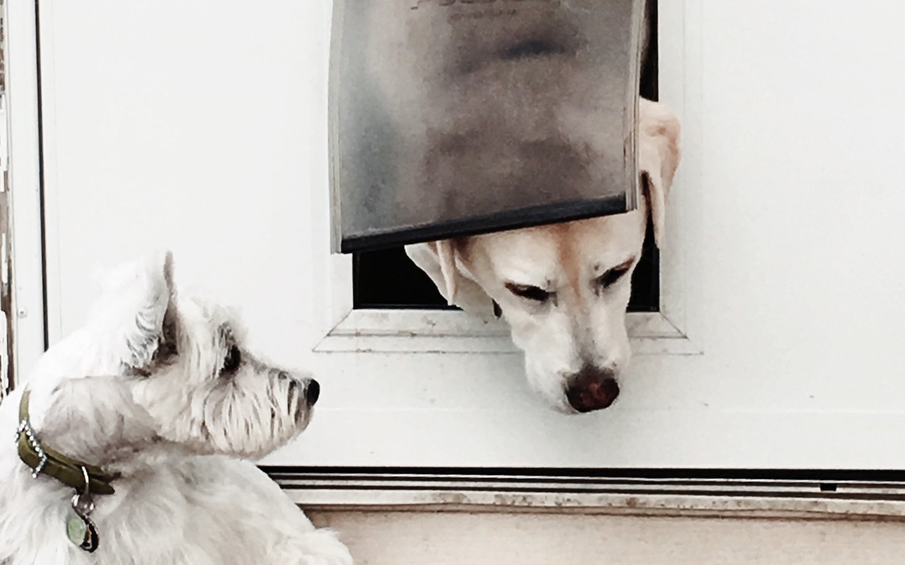Adopt a Shelter Dog Month