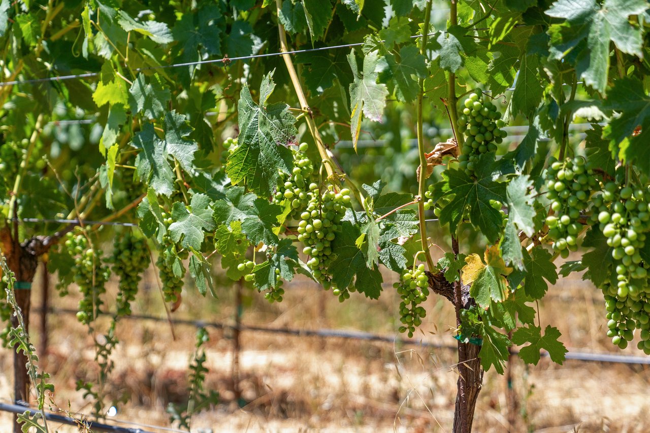 Sonoma’s Premier Wine Country Estate