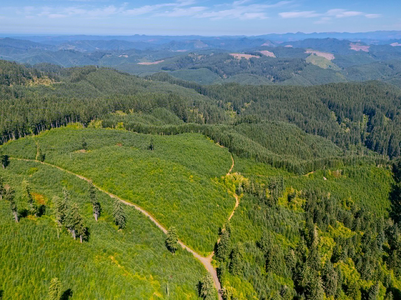 LINCOLN-HILLTOP TREEFARM Sealed Bid Offering 