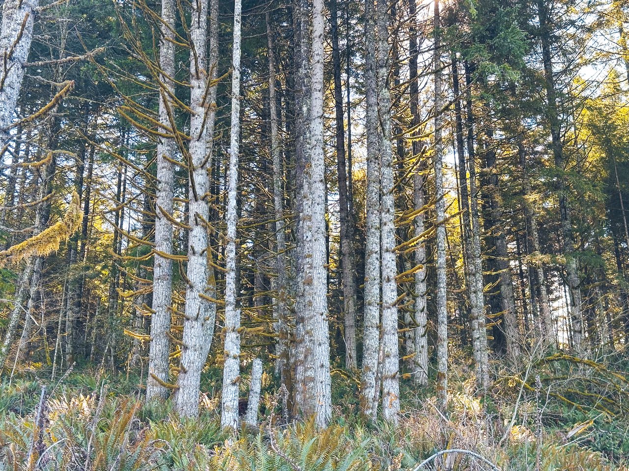 Marion Woods - Auction