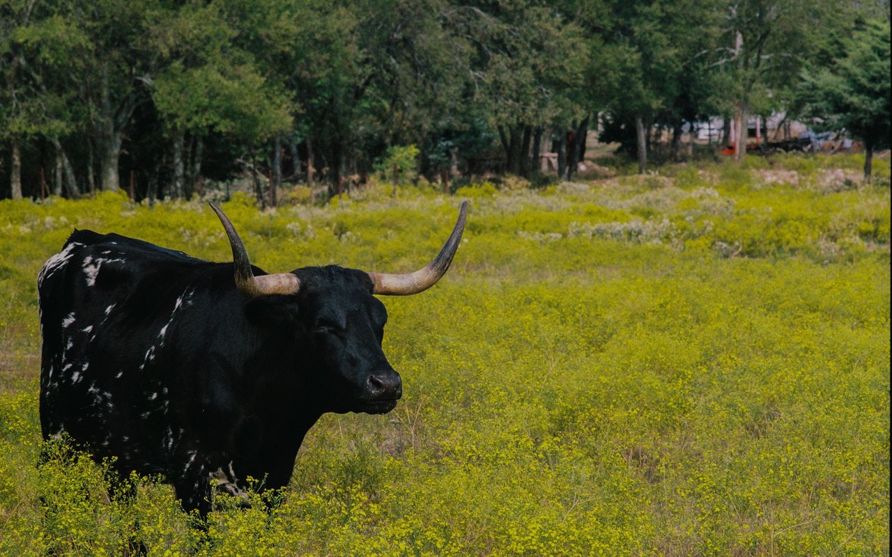 Brazos County