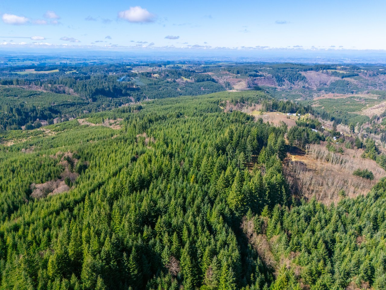 Marion Woods - Auction