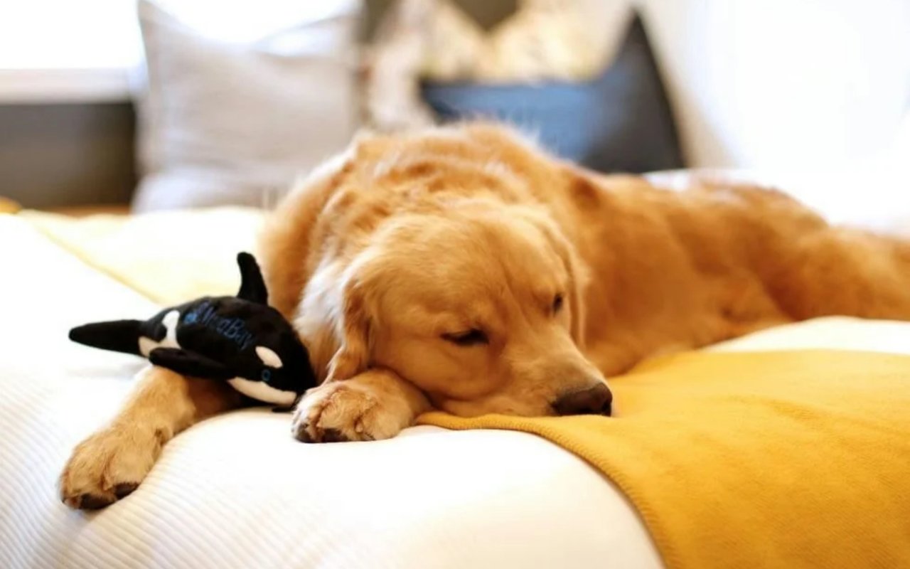 Best Northwest Hotels to Visit with Dogs