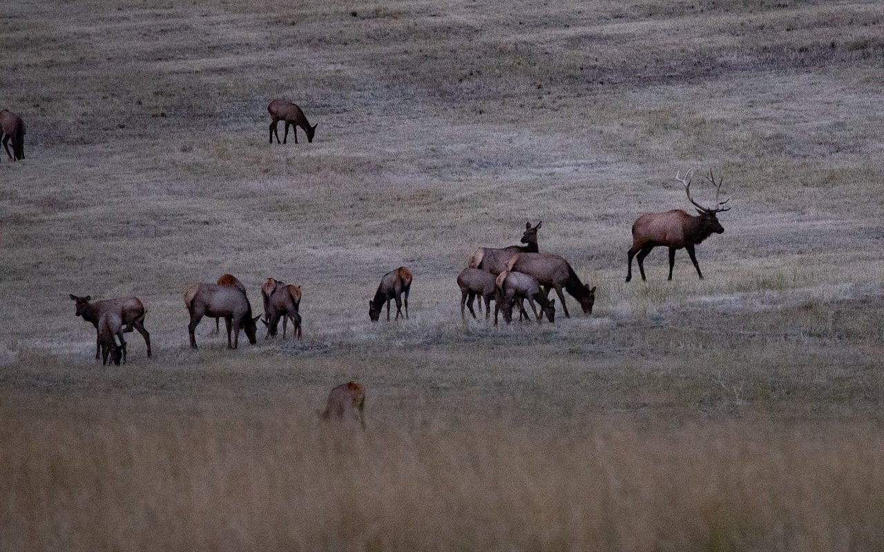 Elk Rich Ranch