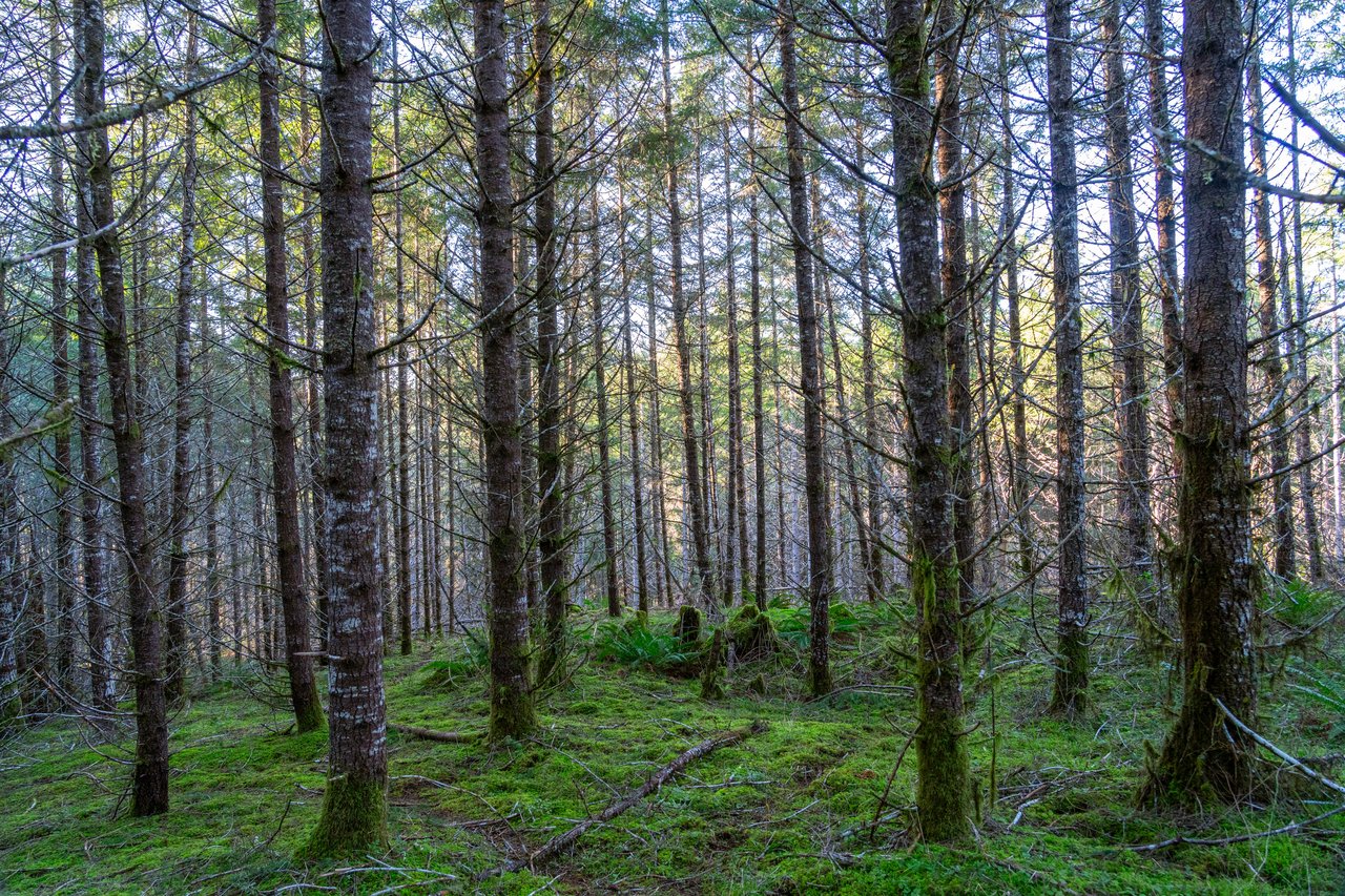 Liberty Forest Auction