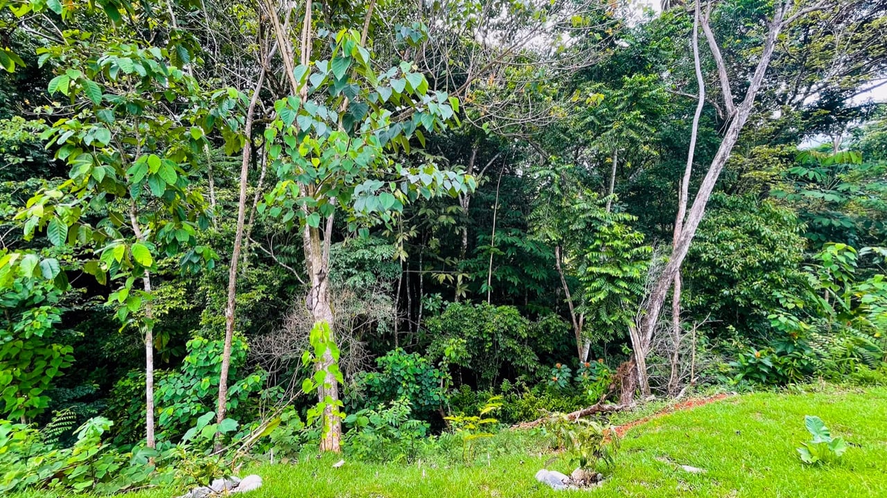 Brand New 2 Bedroom Home on Acreage Backing onto Jungle and Creek