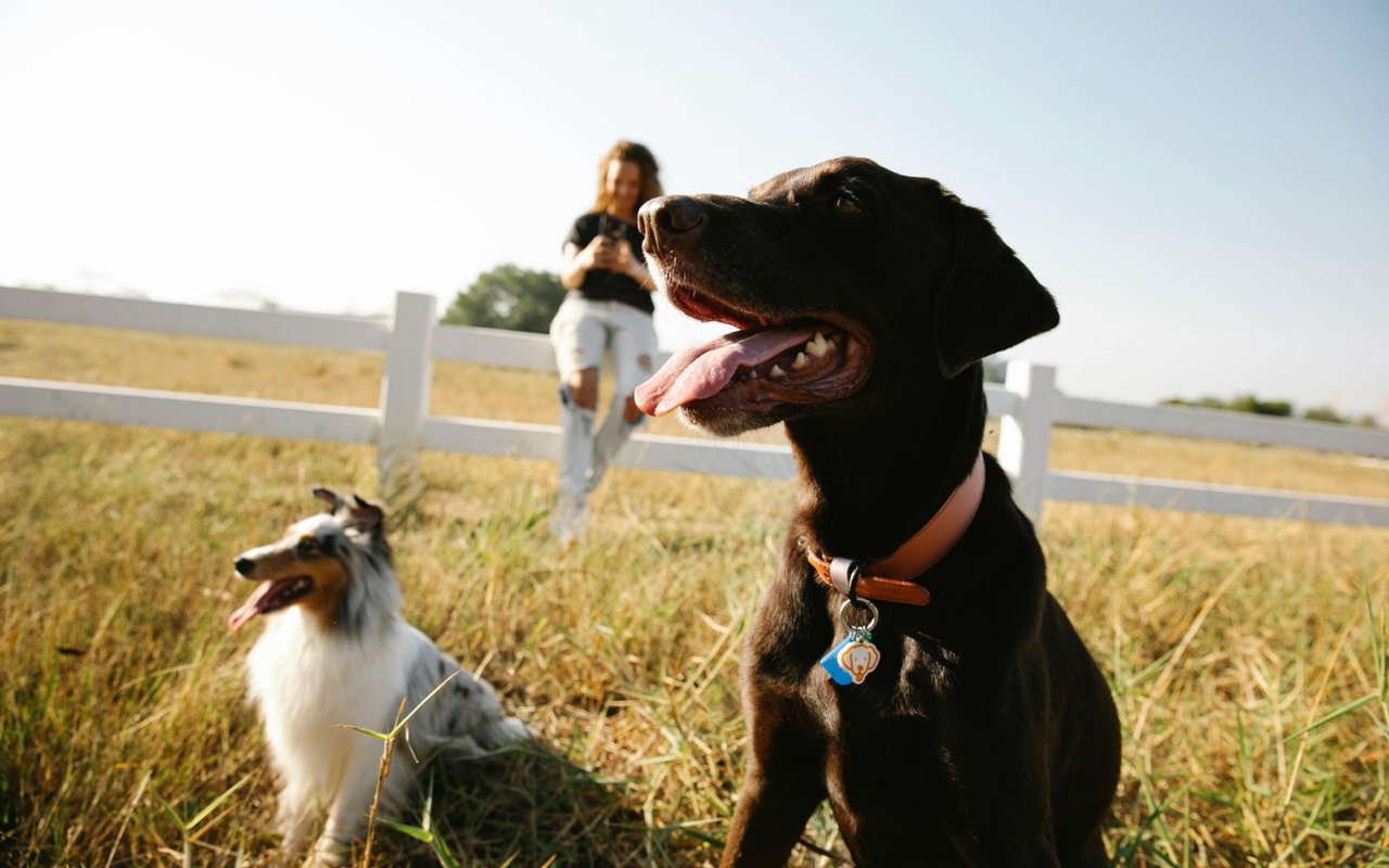 Top Austin Neighborhoods for Dog Owners