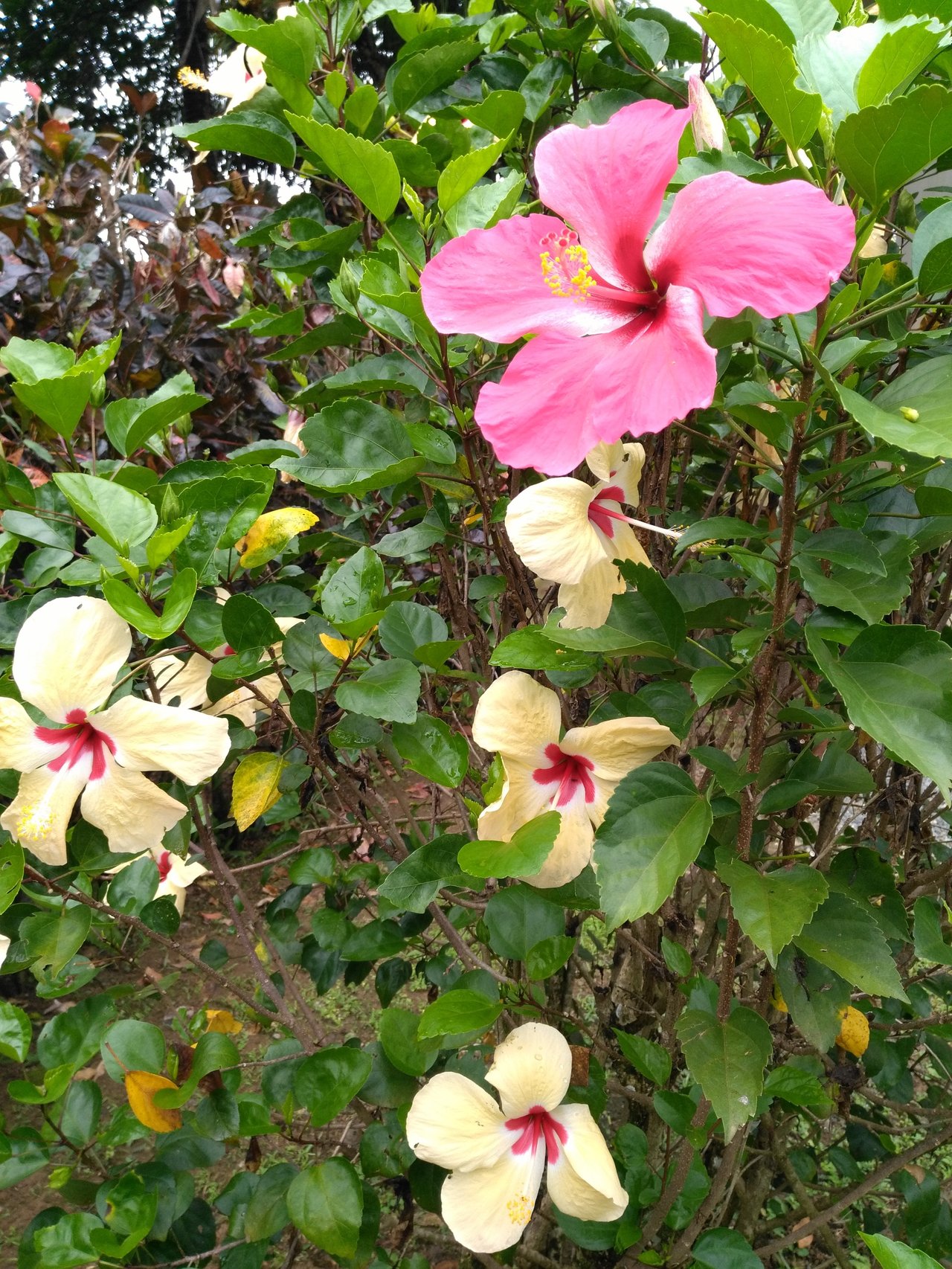 Casa Brisa de La Playa, 2 Bedroom Home Just Steps From the Beach!