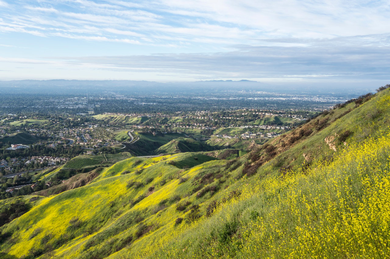 Granada Hills and the San Fernando Valley seen from a hillside covered in yellow wildflowers.