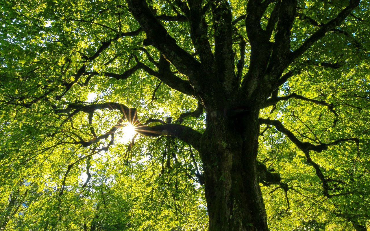 Sunlight shines through the dense green canopy of a large tree.