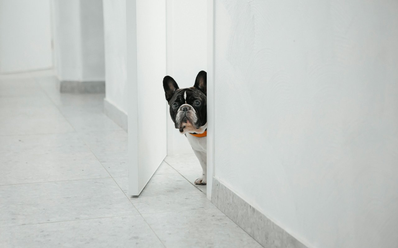 5 Things That Might Cost You If You Hide Things From Your Landlord