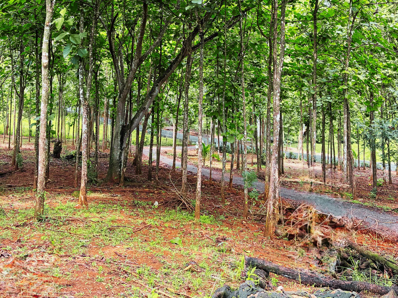 7-Hectare Farm with Teak Plantation, Existing Home & Eco-Development Potential Near Parrita, Costa Rica