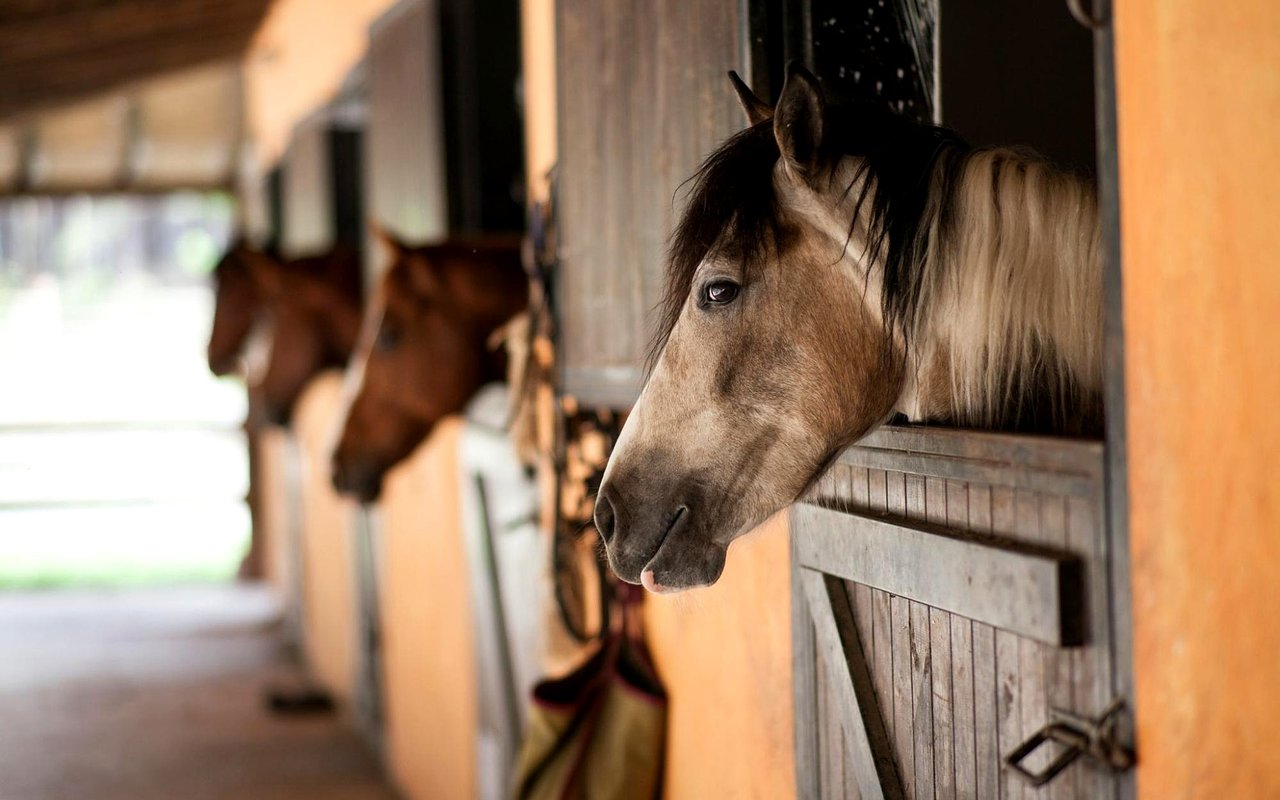 Top Equestrian Communities in Scottsdale