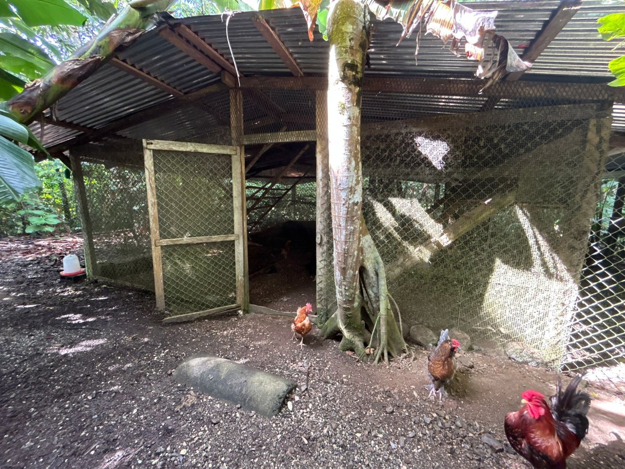 60 Acre Fully Sustainable and Impactful Conservation Initiative Near Golfito