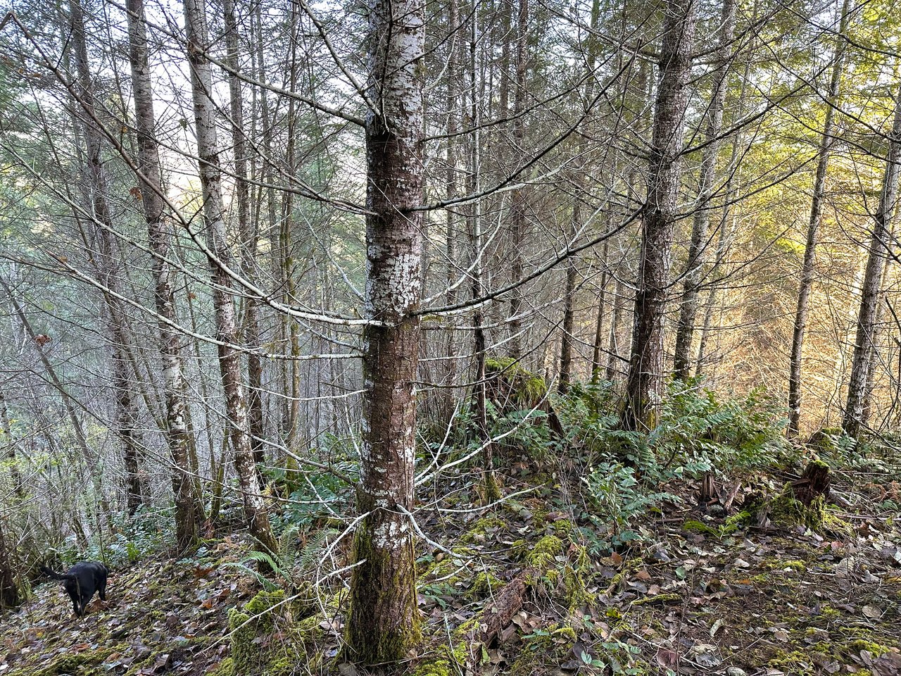 Rust Road Forest