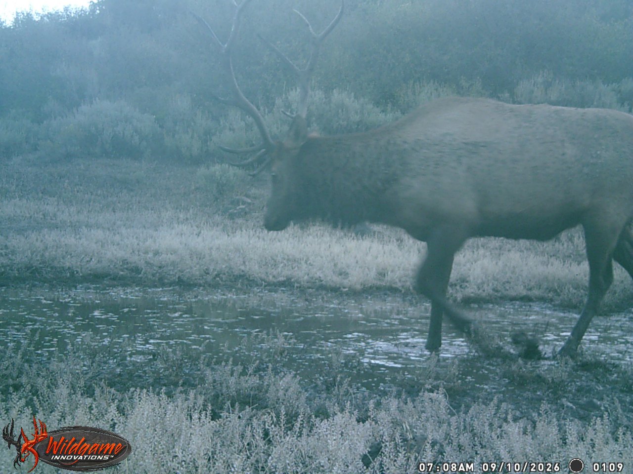 Bull elk walking through shallow water in a frosty high-country meadow.
