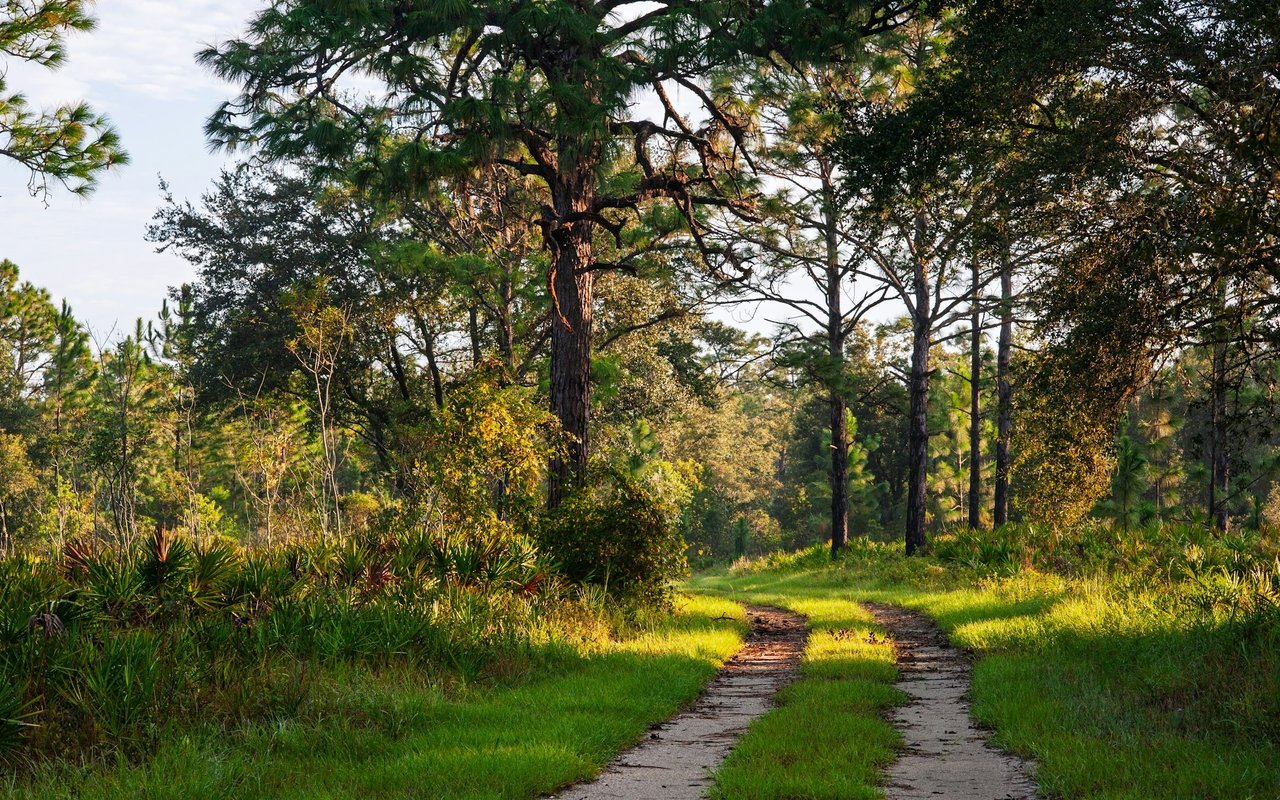 A grassy trail winds through sunlit pine woods.