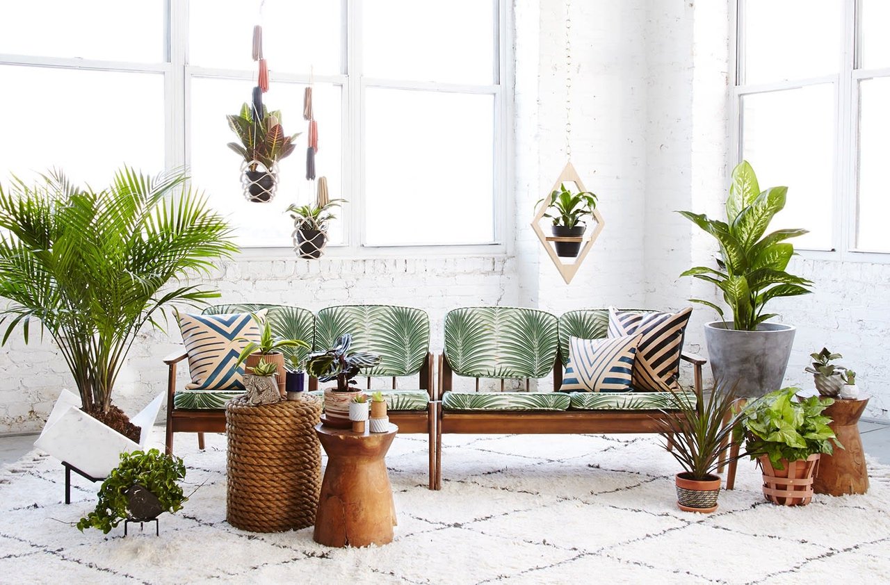 The Best Indoor Plants to Purify the Air in Your Home