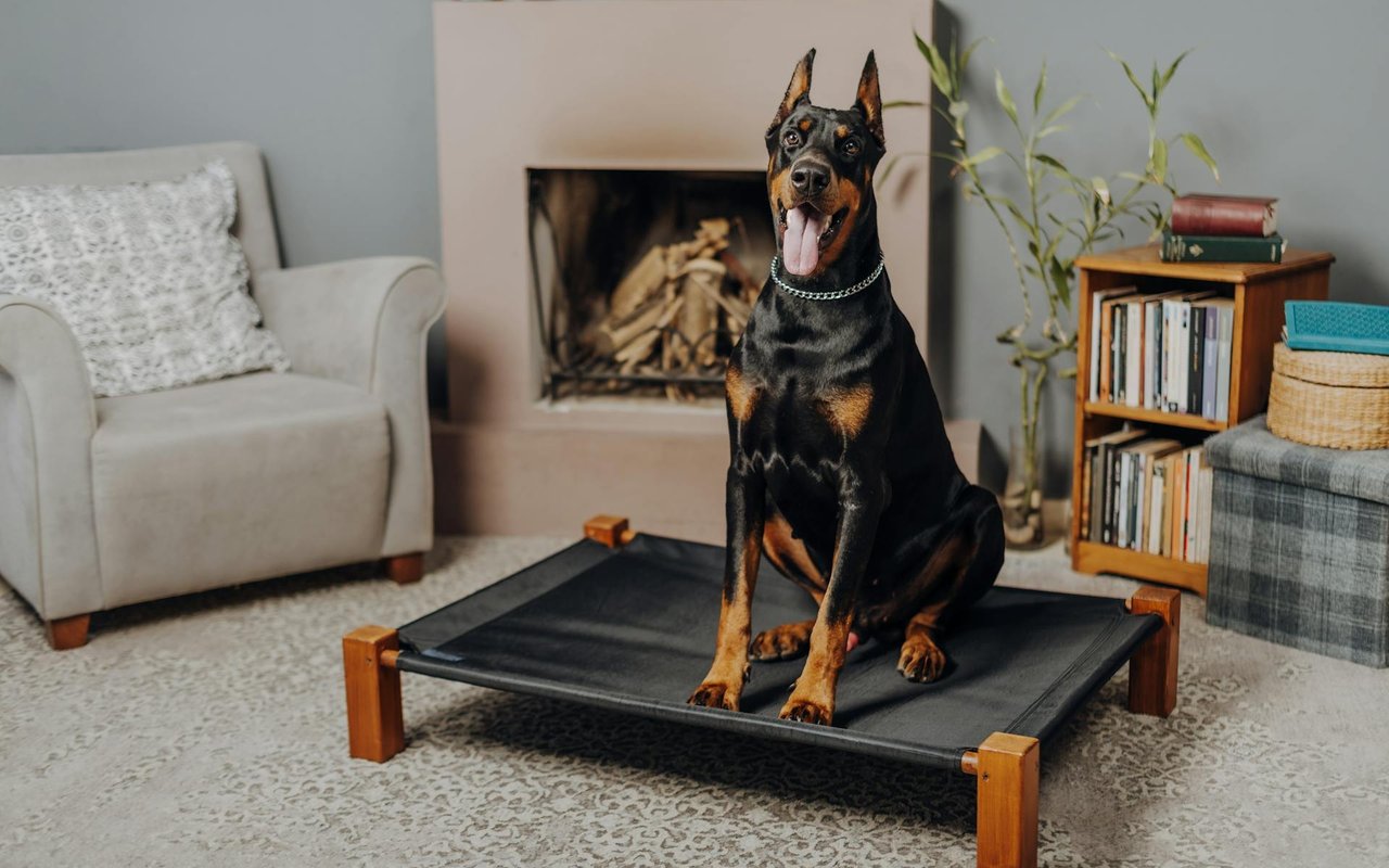 The Pet Owner's Guide To Buying A Home: 5 Things to Consider for Your Furry Friends