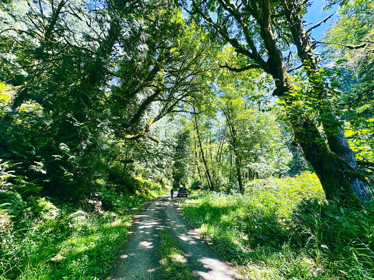 MILL CREEK FOREST