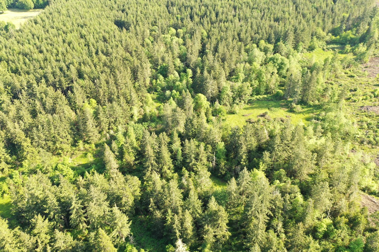 KIMBALL FOREST