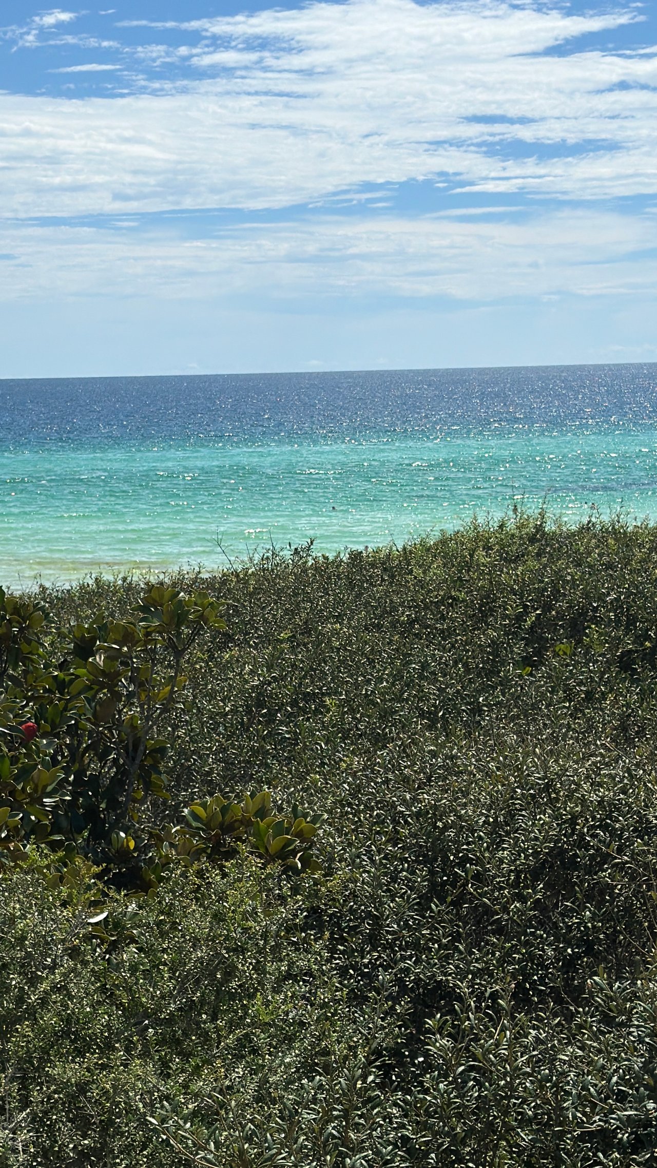 Coastal view of turquoise ocean and blue sky over dune vegetation in Seaside, Florida