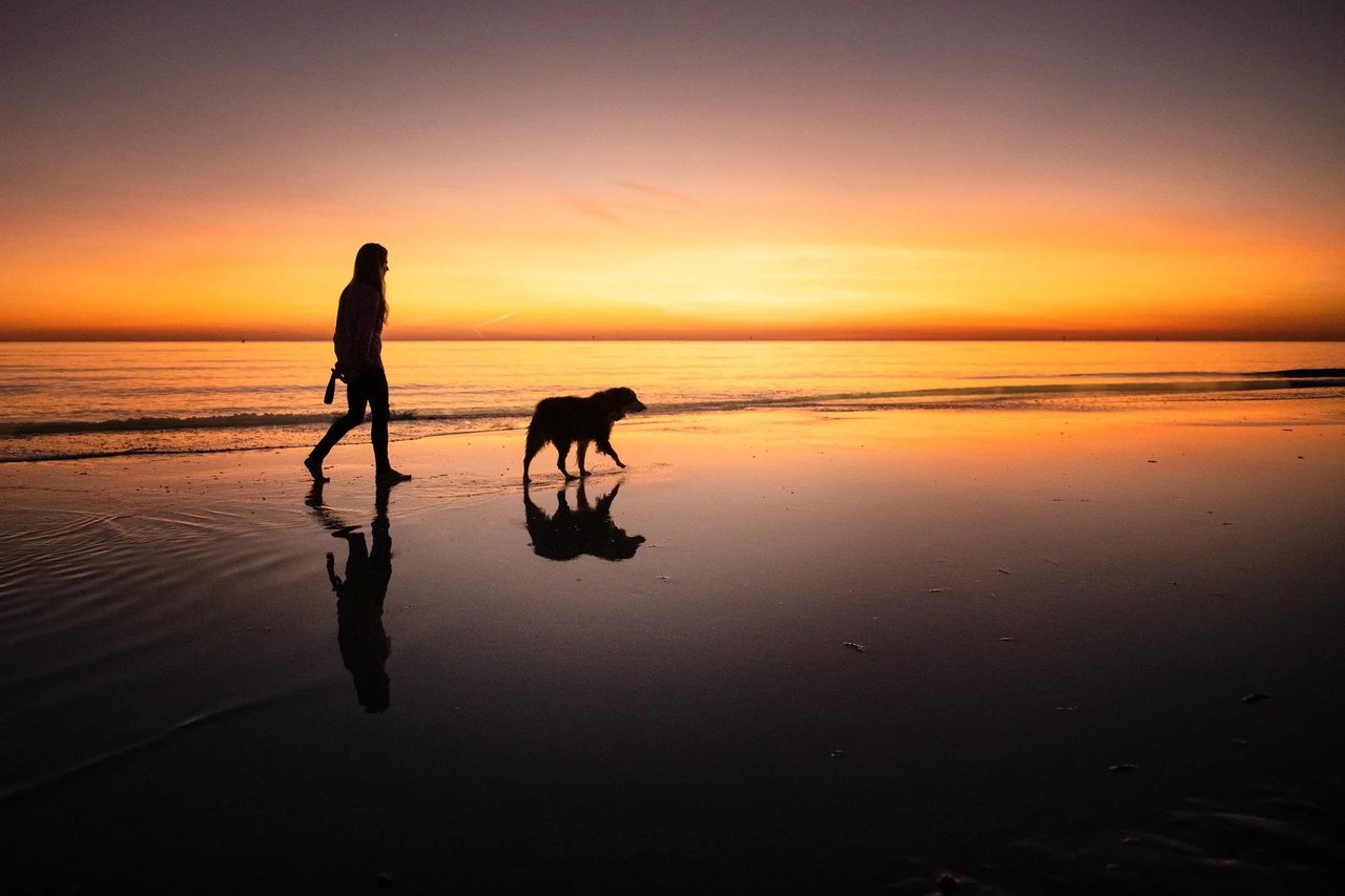 Dog and owner enjoying the waterfront in Tampa Bay, highlighting the area's dog-friendly lifestyle and outdoor spaces.