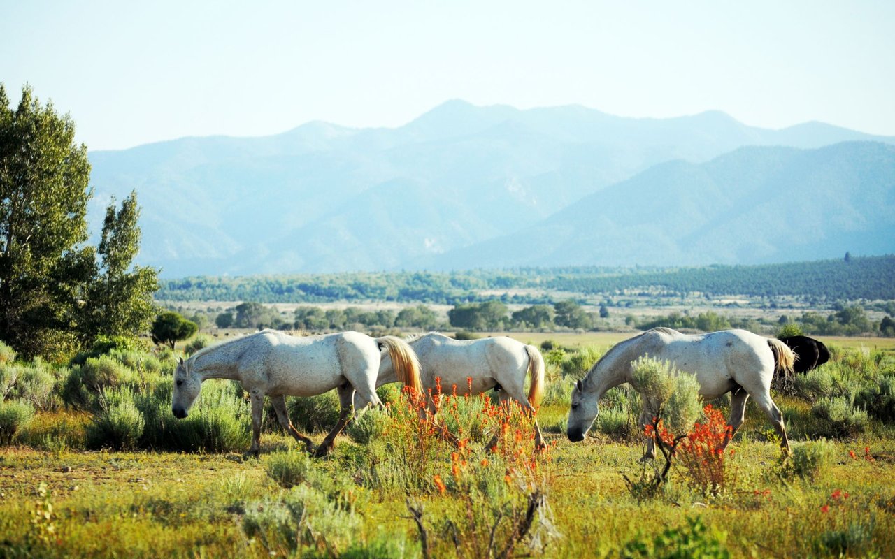 Los Ranchos de Albuquerque
