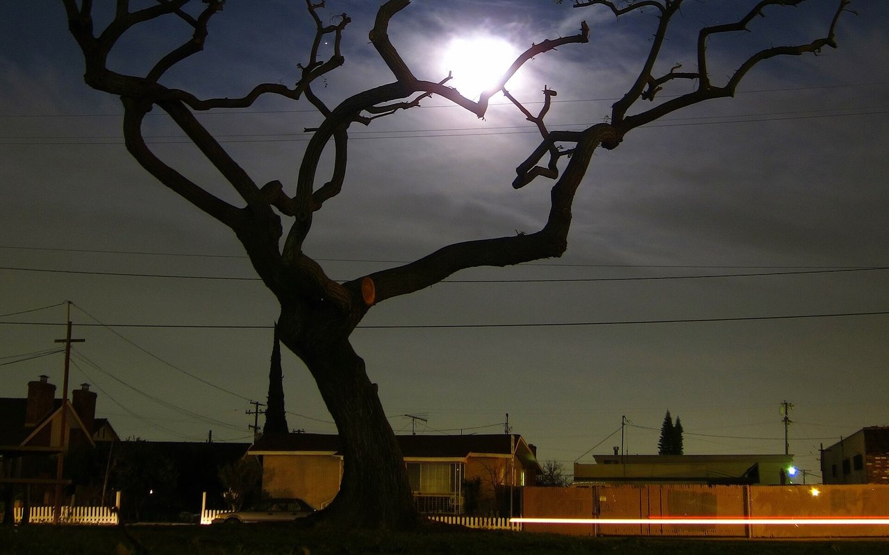 Tree silhouetted against the evening sky at Artesia Park