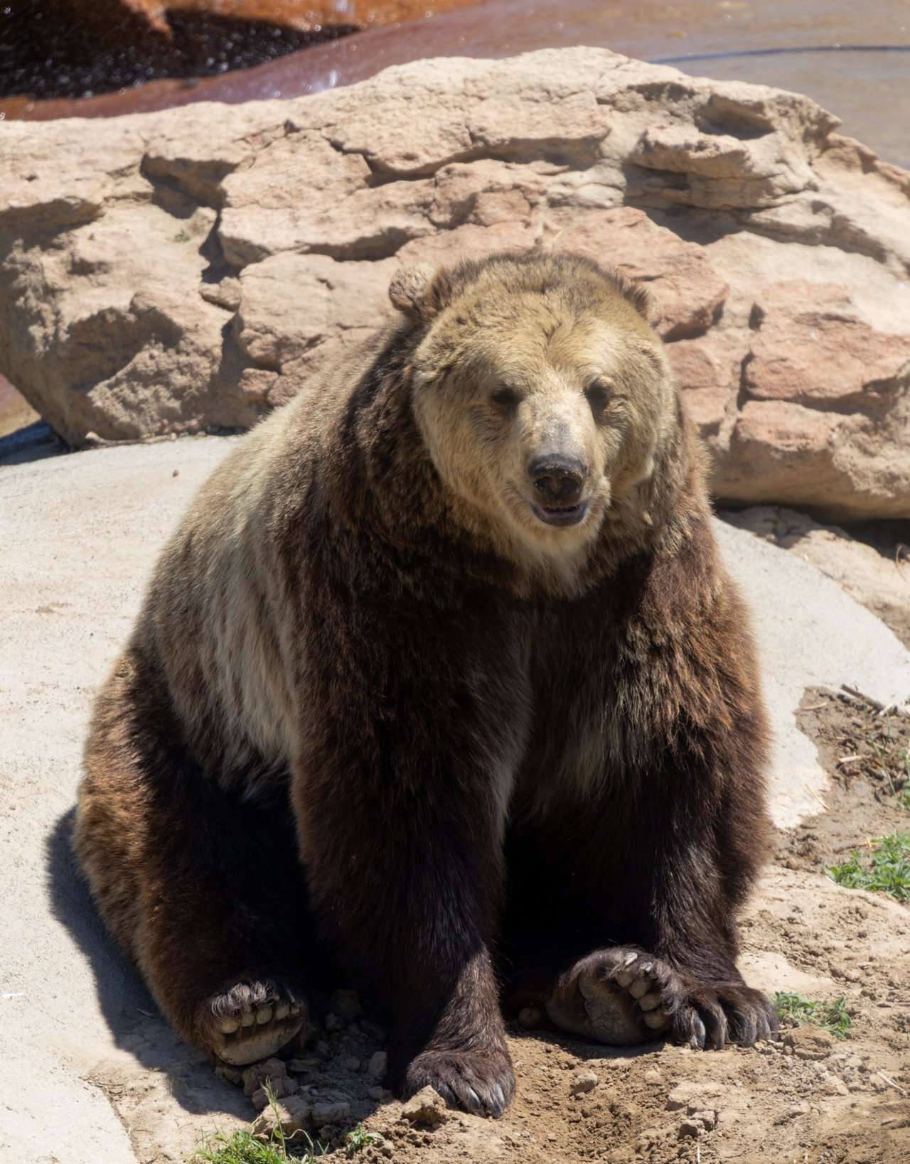 Into the Wild: Monica Breckenridge’s Unforgettable Journey at The Wild Animal Sanctuary Subtitle