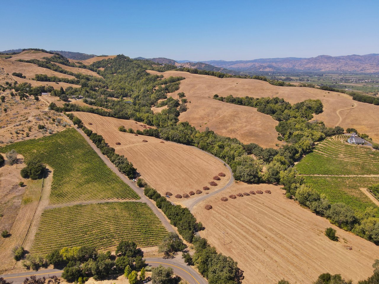 Tambor Vineyard Estate