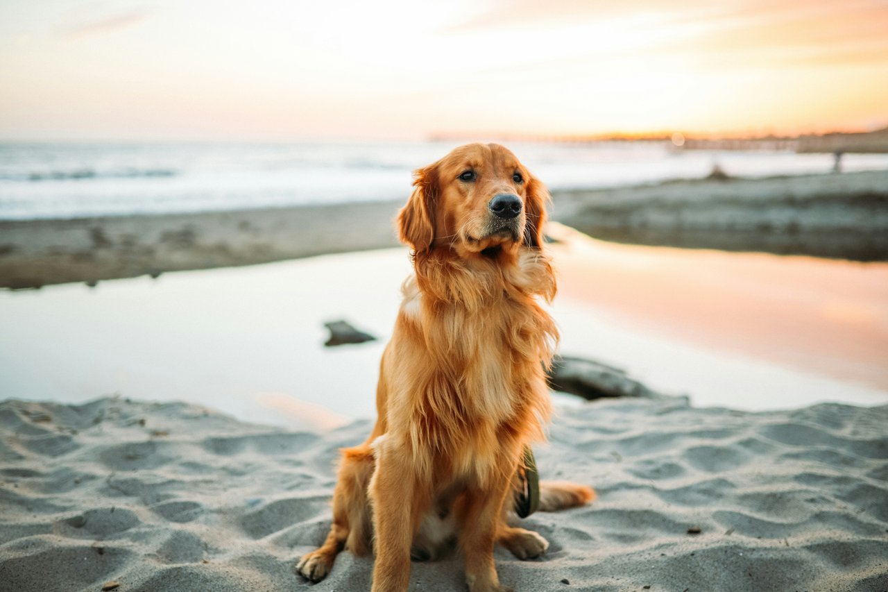 San Diego: A Pet-Friendly Guide for You and Your Furry Friend 